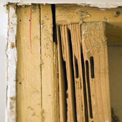Carpenter Ant Damage Carpenter Ant Damage