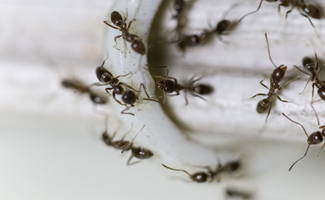 How To Get Rid Of Ants Cascade Pest Control,Mascarpone Cheese Frosting