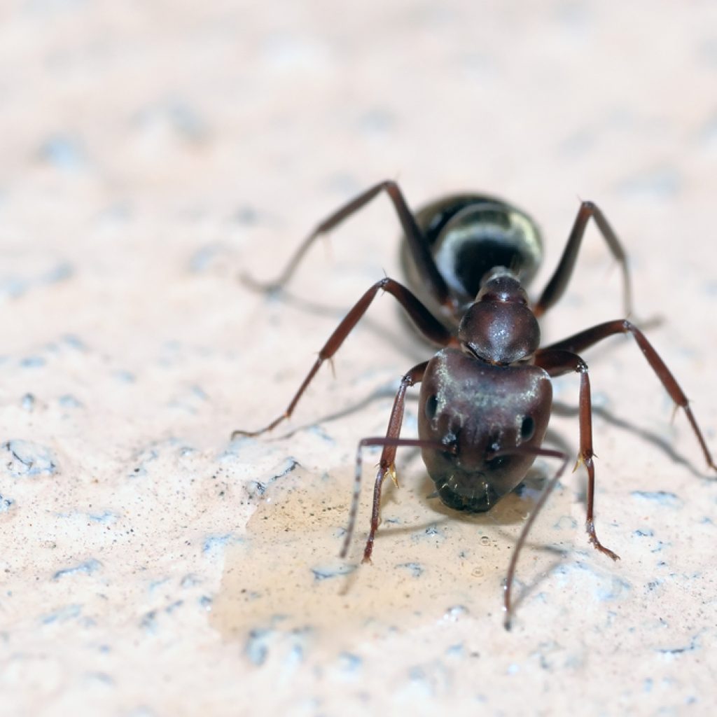 Ant Control Services at Cascade Pest Control in Seattle, WA