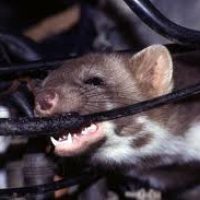 rat-eating-wiring rat-eating-wiring