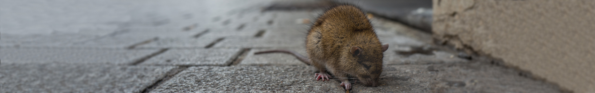 rodent-header-1920x300 rodent-header-1920x300