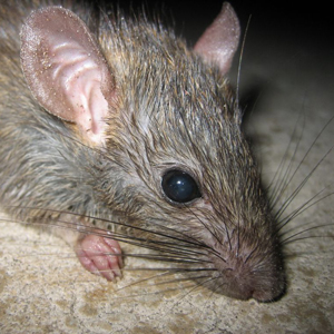 rat-300x300 Rat Control in Seattle
