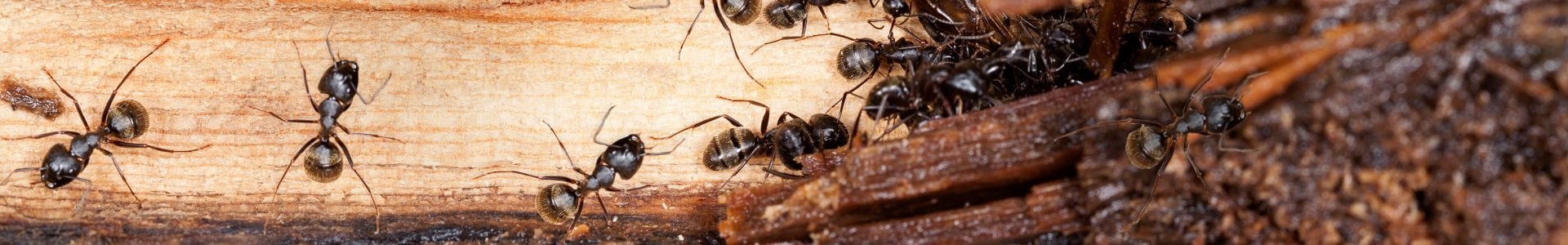 Carpenter Ants – wood destroying insects in Northwest