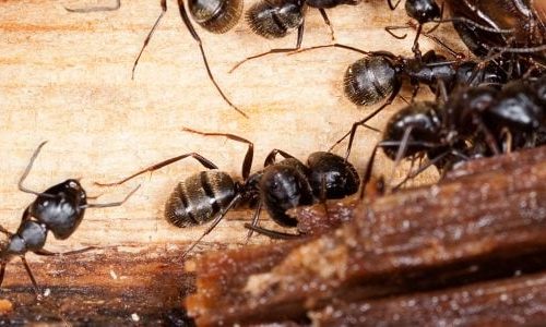 Ant Control And Prevention In Las Vegas