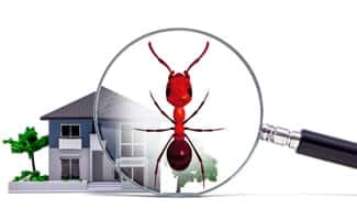 Pest Control Guide When Buying a New Home