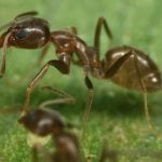 argentine ant