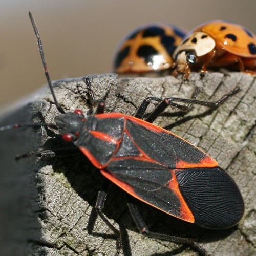 beetle wood pest control