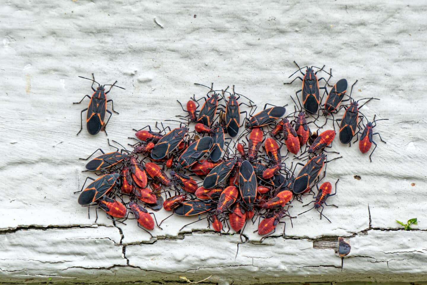 Boxelder Bugs