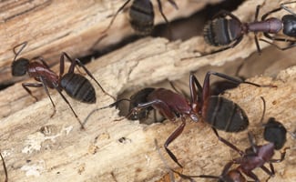 Controlling Carpenter Ants in Damp Environments