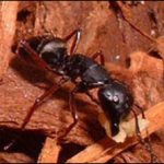 carpenter ant