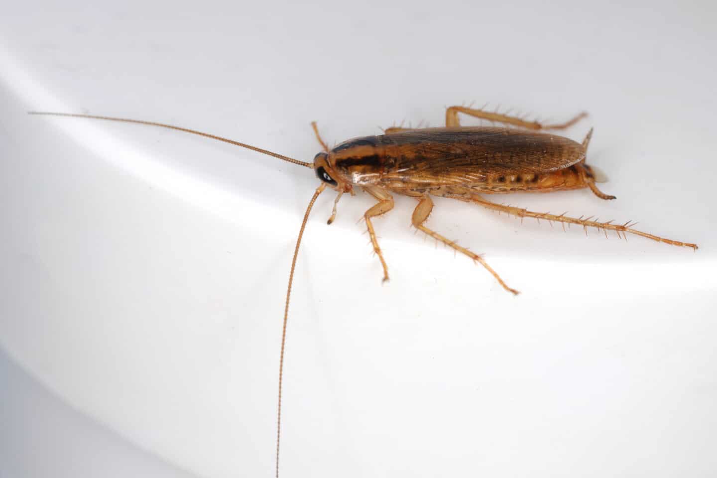 German Cockroach
