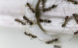 ant infestation and control