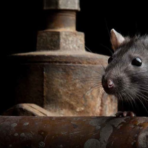 rodent and rat control
