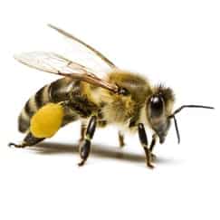wasp bee control
