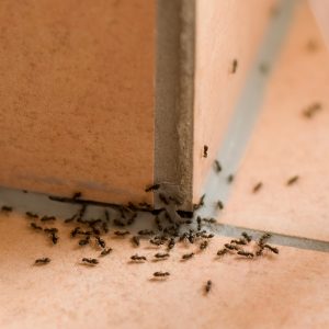 Ant exterminator sales