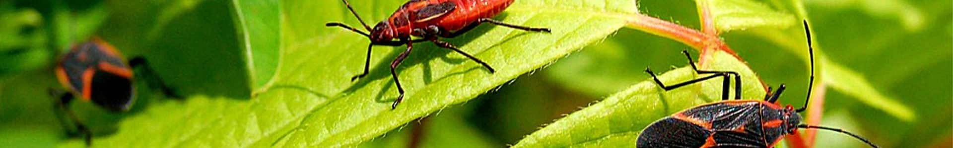 Miscellaneous Pests – Extermination & Pest Control