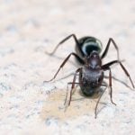 moisture ant