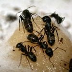 odorous ants