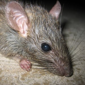 Seattle Area’s Rising Rat Population Costs