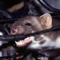 rat eating wiring