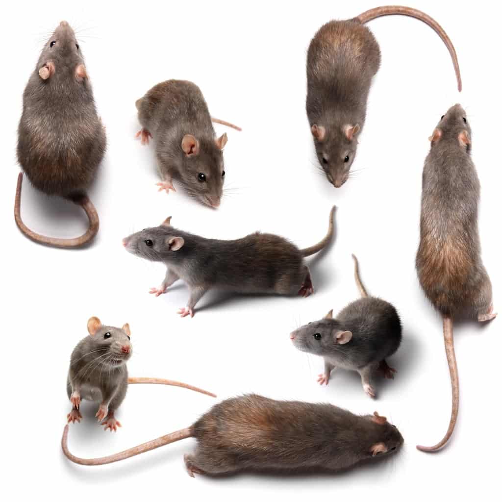 control rats and mice