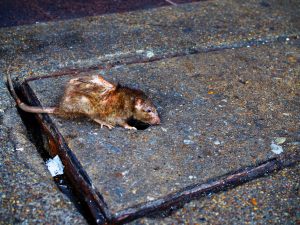 Seattle Rat City