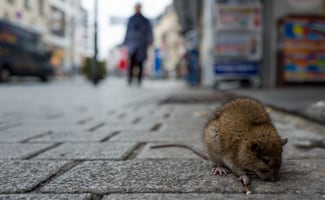 rat infestation and control