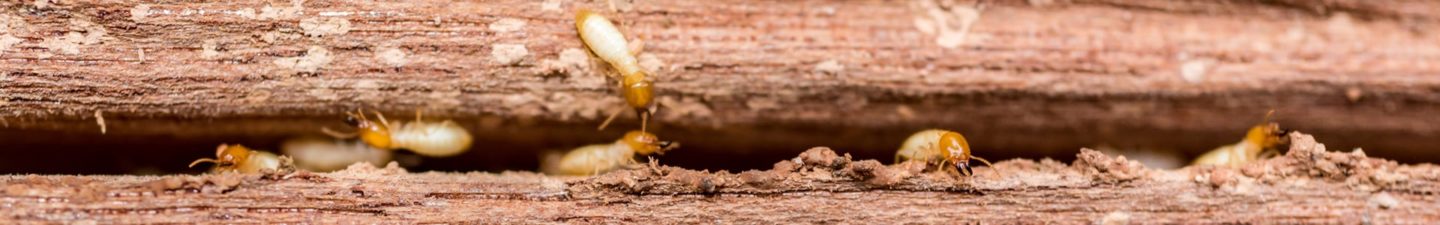 termite control