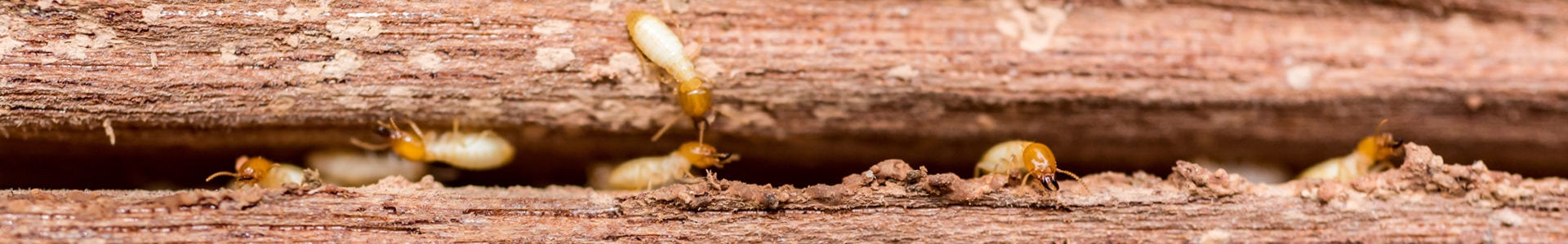 Termite Control