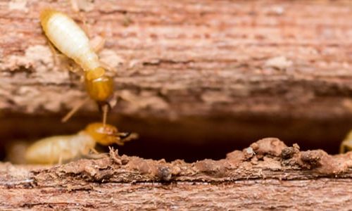 Termite Control