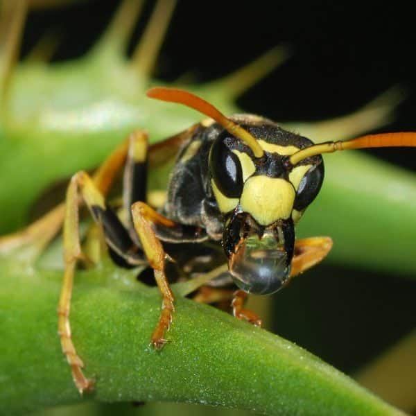 wasp control