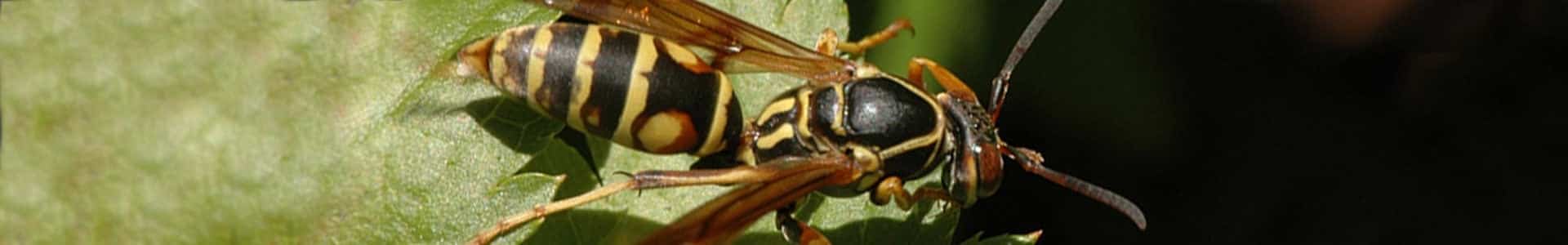 Wasp Removal & Control