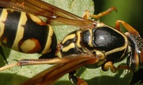 Wasp Control