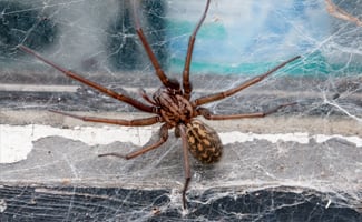 Barn Spider Control Services - Barn Spider Exterminators