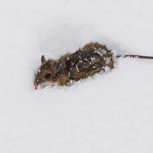 6 Effective Pest Control Tips When The Weather is Frightful