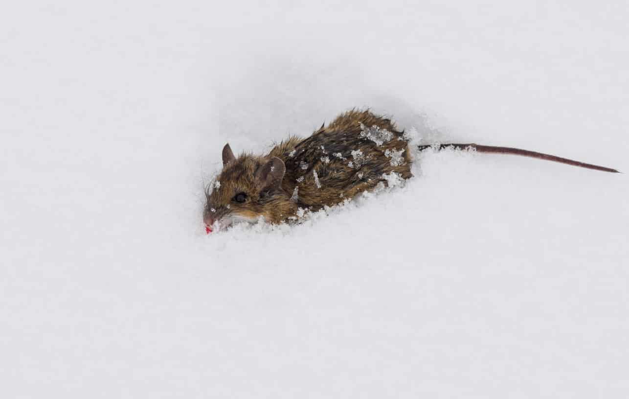 People, mice head indoors for winter