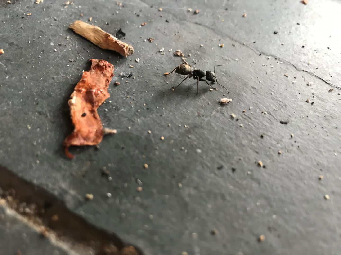 carpenter ant worker