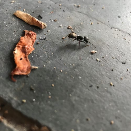 carpenter ant worker