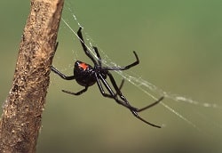 Black Widow Spider