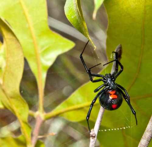 Black Widow Spider