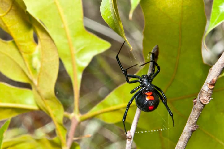 Black widows are being killed off by non-native brown widows