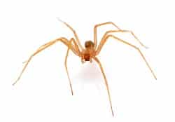 brown recluse spider