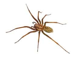 hobo house spider