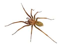 hobo house spider