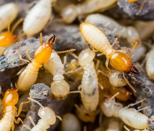 subterranean termites