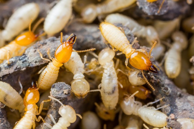 Crazy Termite Facts