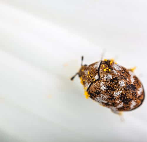 varied carpet beetle