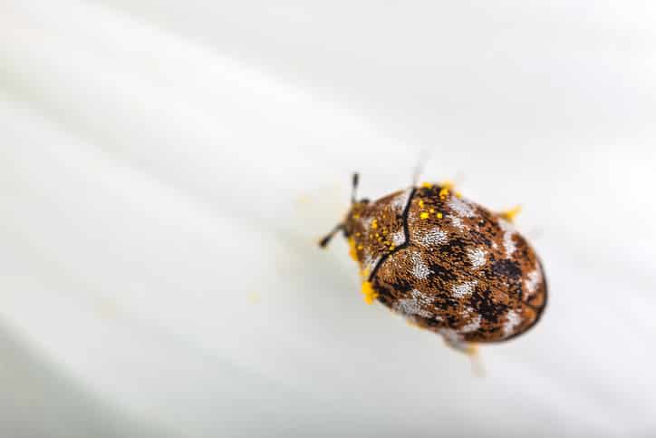 https://www.cascadepest.com/wp-content/uploads/2019/03/varied-carpet-beetle.jpg