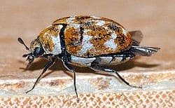 varied carpet beetle