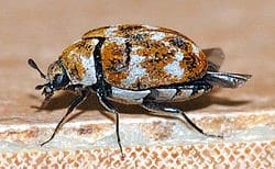 Carpet Beetles Treatment & Control